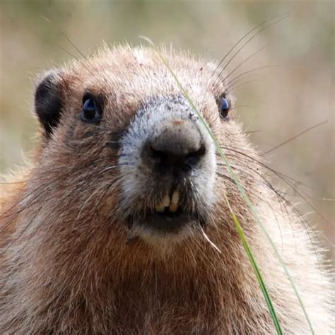 Olympic Marmot - Facts, Diet, Habitat & Pictures on Animalia.bio