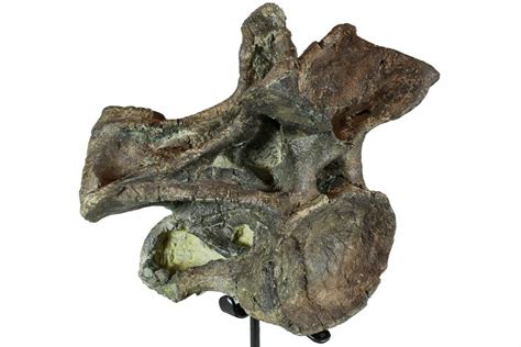 10.2" Camarasaurus Atlas (1st Cervical) Vertebrae - Very Rare (#77949) For Sale - FossilEra.com