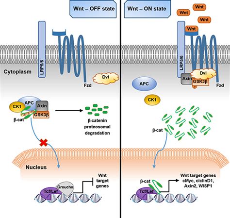 Wnt/β-catenin pathway in arrhythmogenic cardiomyopathy | Oncotarget