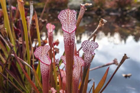 The 10 Prettiest, Weirdest Carnivorous Plants (2023)