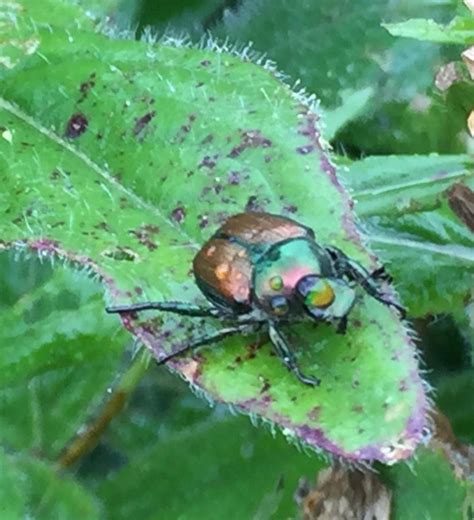 An All Natural Japanese Beetle Spray - Recipe Included