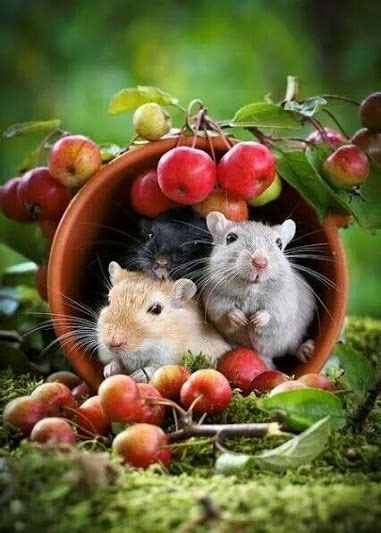 96 best images about Cute Gerbils on Pinterest