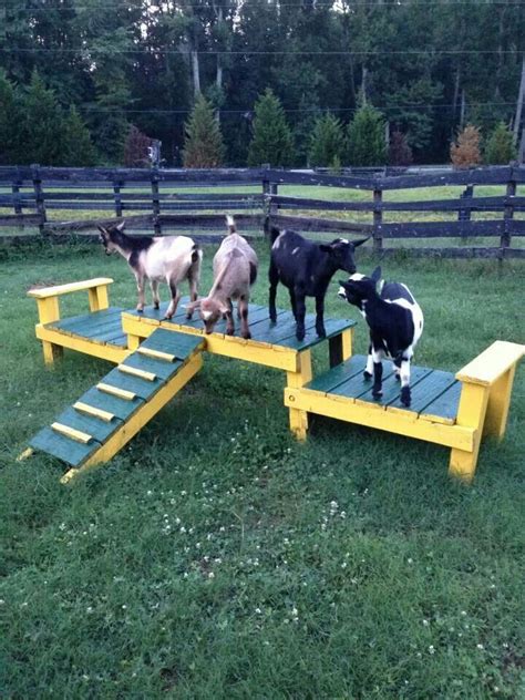 Love Mini Goats, Cute Goats, Barn Animals, Zoo Animals, Hotel Pet, Zebu ...