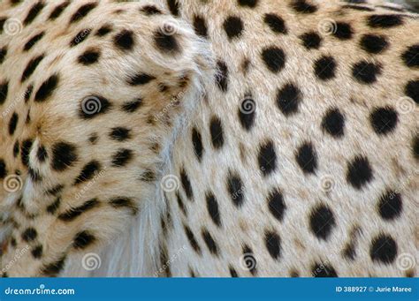 Cheetah Spots. Royalty Free Stock Photography - Image: 388927