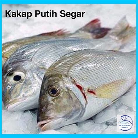 Jual Ikan Kakap Putih Segar Baramundi 1kg | Shopee Indonesia