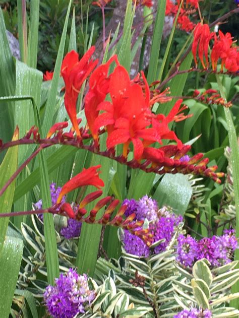 Crocosmia Lucifer 50 seeds | Etsy