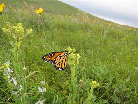 What Habitats do Butterflies Live in