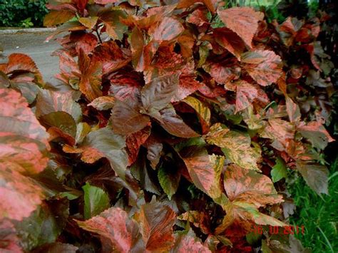 Acalypha wilkesiana (Cooperleaf, Copperleaf, Copper Plant, Jacob's Coat, Lance Copperleaf ...