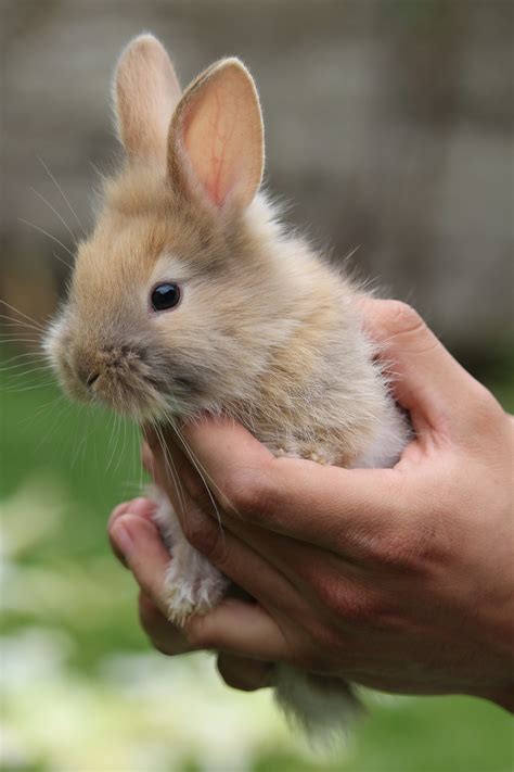 Fluffy Rabbit - Track Easter Bunny