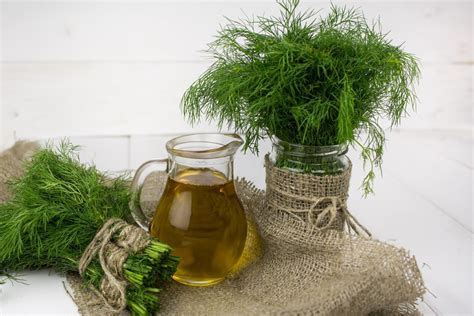 What To Do With Dill? – Recette Magazine