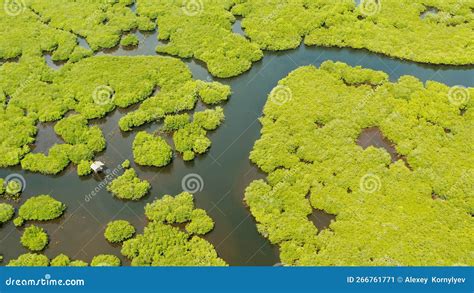 Aerial View of Mangrove Forest and River. Stock Image - Image of summer ...