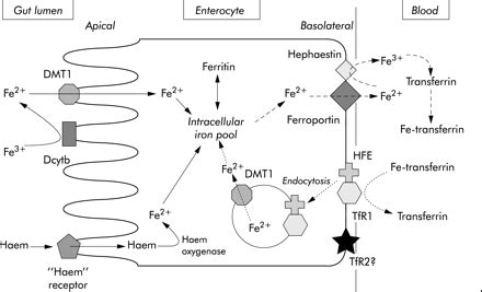 cambalhota Juventude Uma frase where is iron absorbed in the gi tract Graxa Ineficiente ...