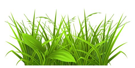 Free Greengrass Cliparts, Download Free Greengrass Cliparts png images, Free ClipArts on Clipart ...