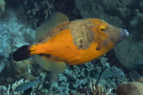 60+ Filefish Fish Reef Caribbean Sea Stock Photos, Pictures & Royalty ...