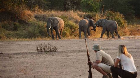 Ruaha National Park | Tanzania | Wild Safari Guide