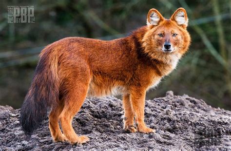 It's not actually a fox/wolf hybrid, but the Dhole certainly looks like one. (xpost /r ...