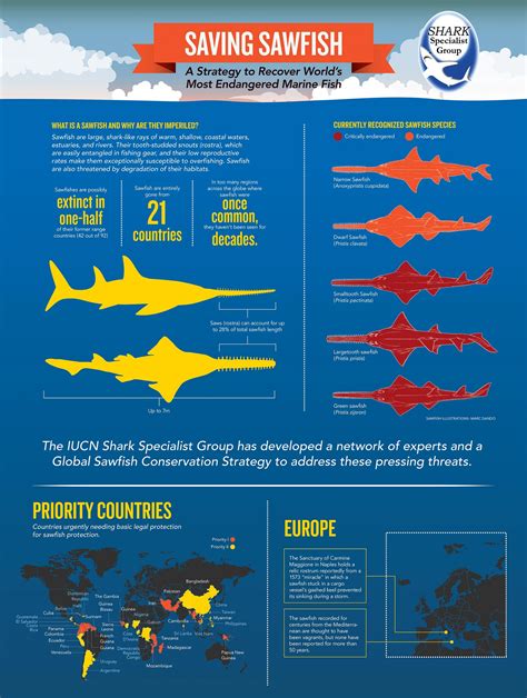 Global Sawfish Conservation Strategy - 2014 - IUCN SSG - Infographic Title EN - Save Our Seas ...