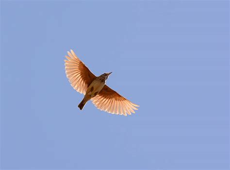 Lark Flying Bird Wildlife Stock Photos, Pictures & Royalty-Free Images ...