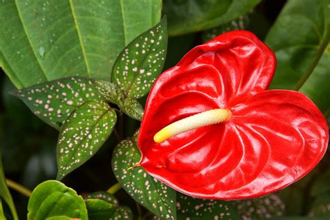 Anthurium Flower: Meaning, Symbolism, and Colors | Pansy Maiden