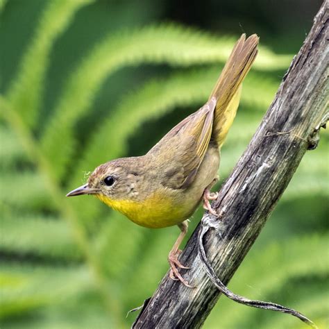 Bird of the Week: Common Yellowthroat - Huron-Clinton Metroparks