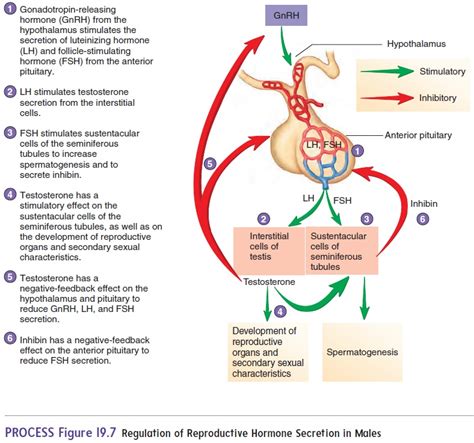 Regulation of Reproductive Hormone Secretion