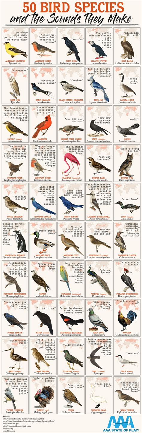 50 Bird Species and the Sounds They Make | Backyard birds, Bird species, Backyard birds watching