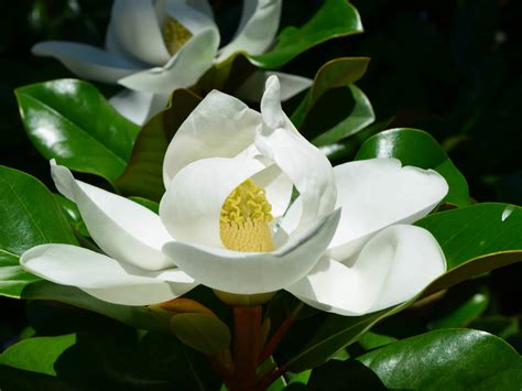 Southern Magnolia Grandiflora Tree