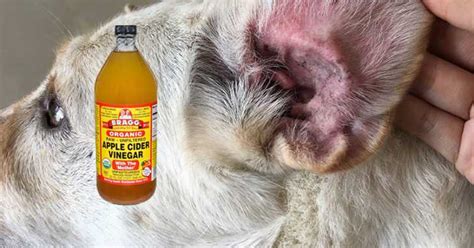 Apple Cider Vinegar For Dogs - Healthy Holistic Living