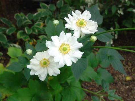 What grows there?: Fall Blooming Perennials