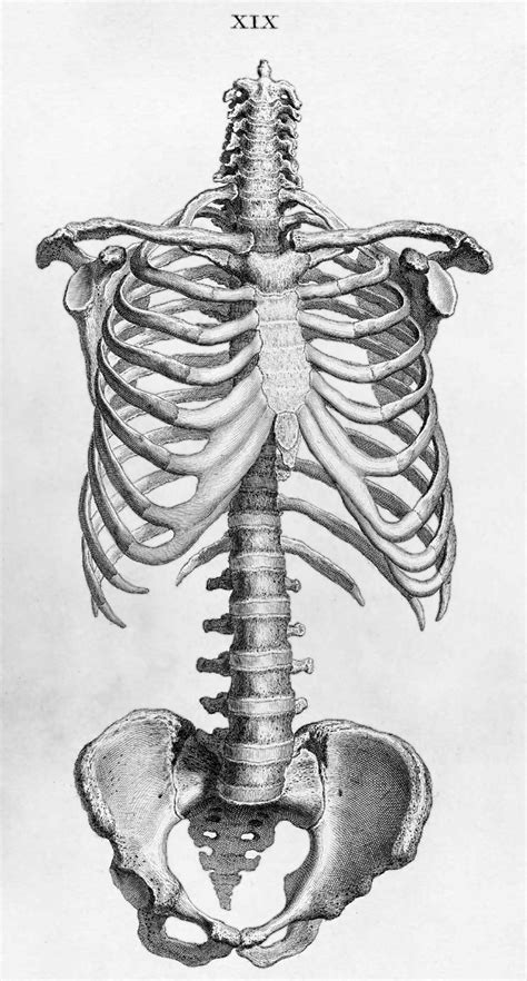 Squelette humain - Wikimini, l'encyclopédie pour enfants