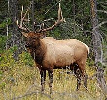 What does wapiti mean?