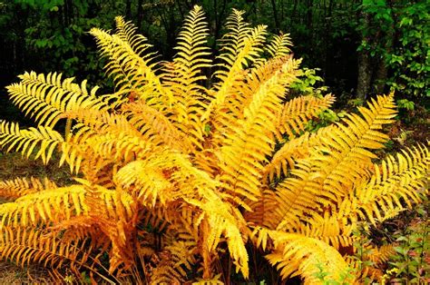 Astonishing 19 Totally different Kinds of Fern Crops | Types of ferns, Types of fern plants, Plants