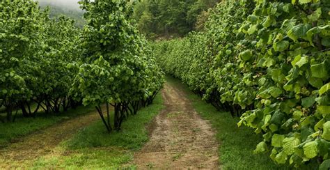 Hazelnuts Growing: Care and Growing Complete Guide - Gardeners' Magazine