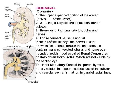 The urinary system Urinary system The urinary