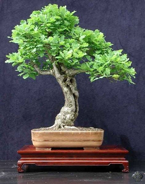 Bonsai verzorging voor de Eik (Quercus) - Bonsai Empire