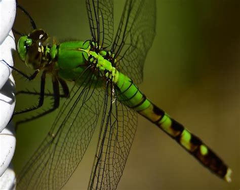 Bright Green Dragonfly. - Erythemis simplicicollis - BugGuide.Net