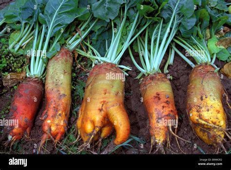 Mangelwurzel (Beta vulgaris subsp. vulgaris var. crassa), beets on a field Stock Photo - Alamy