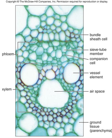 Vascular Bundle Labeled