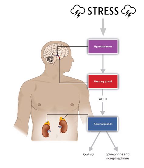 Stress Response Image Modified by Mak - Starkel Nutrition