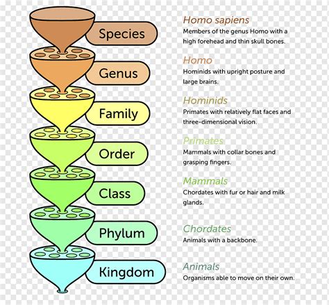 Linnaean taxonomy Taxonomic rank Biology System, others, text, biology, classification Chart png ...