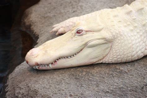 Albino Crocodile Portrait - a photo on Flickriver