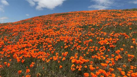 As California poppy fields bloom, officials search for couple that landed helicopter on reserve ...