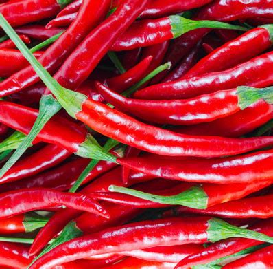 BEST INDIAN FRESH RED CHILLI SUPPLIERS IN INDIA