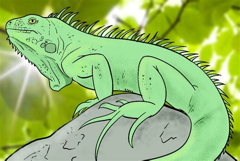 Iguana Drawing For Kids