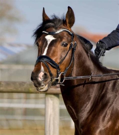 Imagen gratis: animal, caballo, Caballería, crin, cabeza, deporte