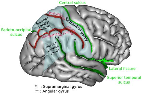 Pin on Brain model