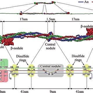 (PDF) Fibrin Formation, Structure and Properties