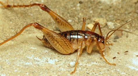 Camelback Crickets (Vermont Katydids and Crickets) · iNaturalist.org