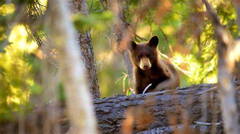 Top 20 Lassen Volcanic National Park, US cabin rentals | Vrbo