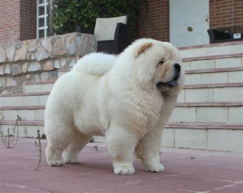 cream pup | Chow chow dog puppy, Cute dogs, Chow chow dogs